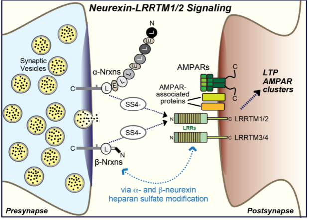 Neurexin-LRRTM1/2 Complexes